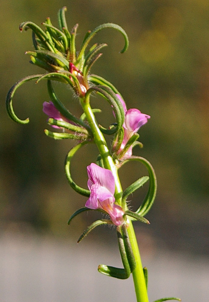 Misopates orontium / Gallinetta comune